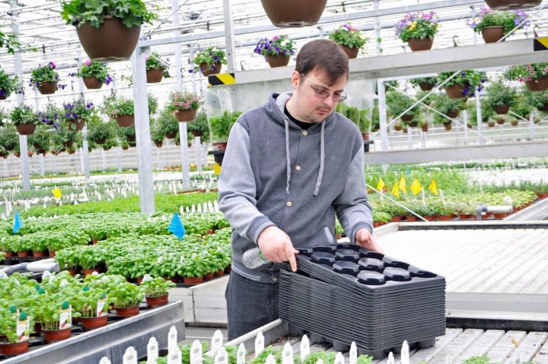 Man in gray sweatshirt and glasses working in a greenhouse.
